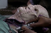 Arteries on the side of an Axanar's neck