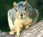 A fox squirrel