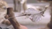 A Draco lizard