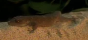 Captain Janeway's animal guide