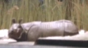 A white rhinoceros