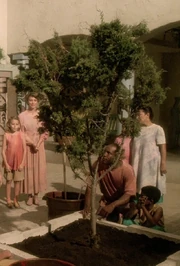 The Ressikan village tree