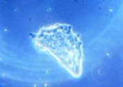 An amoeba.