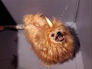 A canine native to Alfa 177.