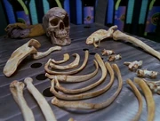 A Human skeleton
