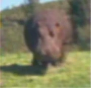 A hippopotamus