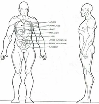 Vulcan anatomy