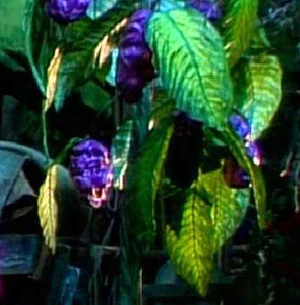 The greaseberry plant