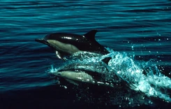 Year of the Dolphin