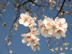 Blossoming almond trees