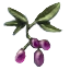 Image:Elderberries.png
