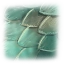 Image:Chub Shark Scales.png