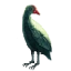 Image:Female Peacock.png