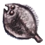 Image:Flounder.png
