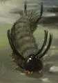 Spine Slug