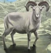 Dall Sheep