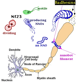 Diagramatic representation of key components of the human brain to nanorobot interface.