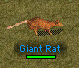 Image:Giant_rat.gif