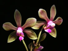 220px-Phalaenopsis_braceana.jpg