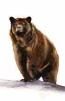 Image:bear.jpg