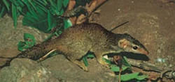 Madras Treeshrew (Anathana ellioti)