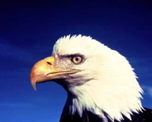 Image:BirdBaldEagleBlueSky.jpg
