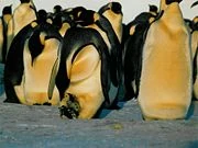 Image:180px-EmperorPenguinFeedingChick.jpg