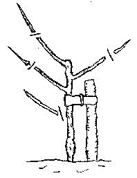 Image:Pruningyear2.png