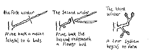 Image:Spurpruning.png