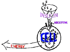 Insulin receptors are cell sites which accept insulin. This allows the cells to accept and use glucose for fuel.