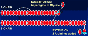 Amino acid structure comparisons of human insulin and insulin glargine (Lantus).