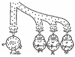 Insulin uses receptors to enter body cells. Glucose can't be used as fuel until it is able to enter the body's cells. Insulin allows glucose to enter body cells, thus the body is able to use the glucose for its fuel.