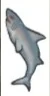 image:Shark.jpg