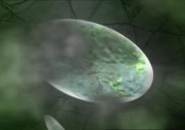 Image:Protodermis.jpg