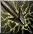 Image:Cursed Arrow Icon.jpg