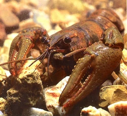 Crayfish