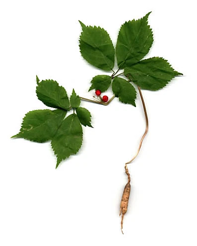 Ginseng