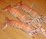 LOBSTERS