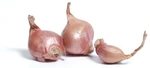 Shallot