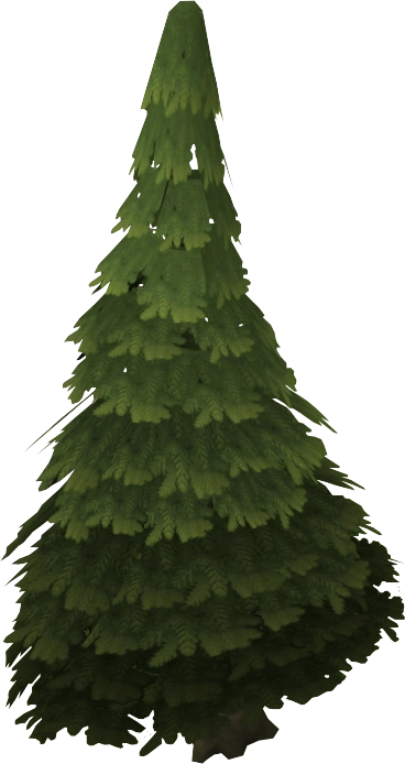 Evergreen tree