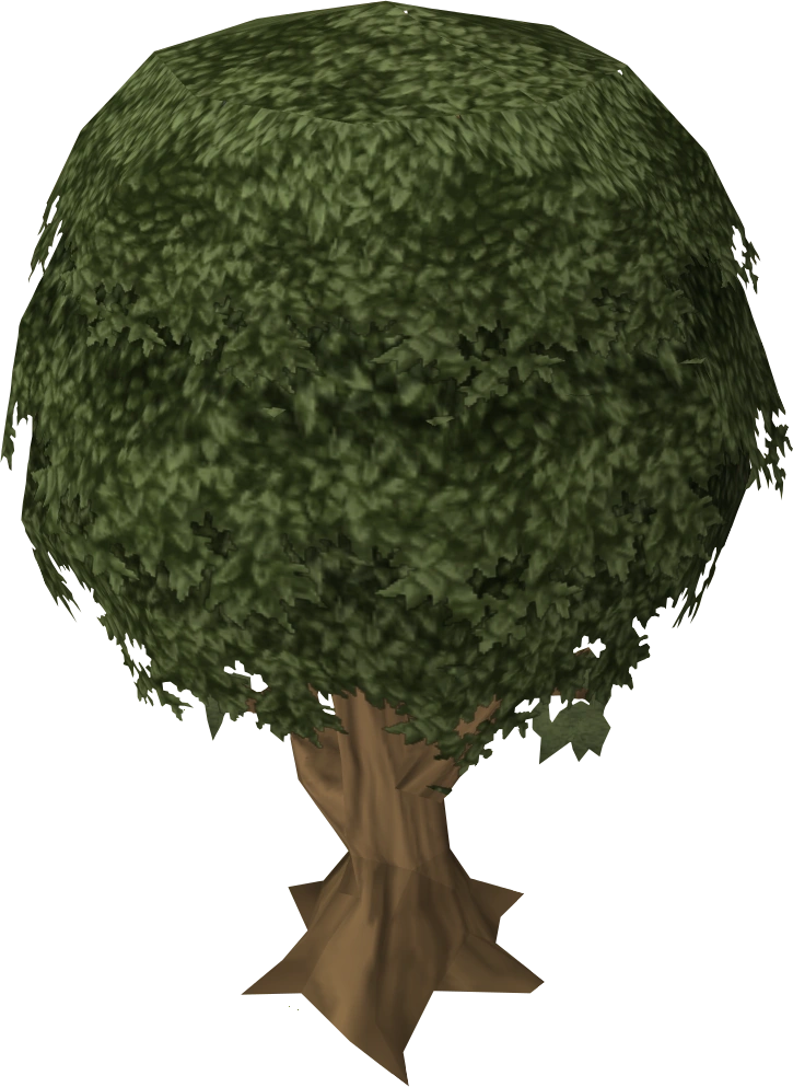 Sassafras tree