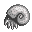Ammonite