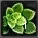Item_Food_Green_Herb.jpg
