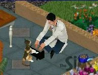 Image:A cat playing a keyboard.JPG