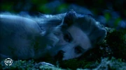 Kyla Willowbrook transforms from wolf to human.
