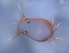 Pokey, karşılaştığınız dikenli (spike) ilk hücre