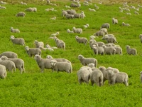 Lammeren in de zomer