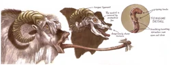 Bantha tongue anatomy.