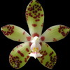 Phalaenopsis - Phalaenopsis taxonomy Phalaenopsis_doweryënsis_thumb