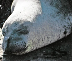 A sleeping adolescent Elephant Seal, Big Sur, California.